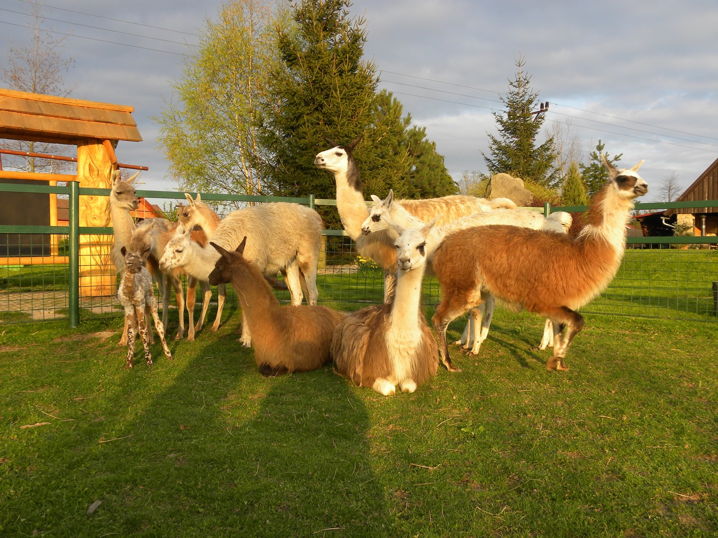 Farma Wenet 08