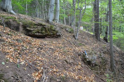 Zvětralý primární výchoz polohy rekrystalizovaného konkrecionálního vápence s karneoly na hraně svahu Božanovského vrchu nad osadou Studená Voda.