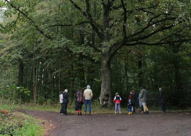 Treeline na Broumovsku