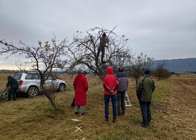 2023: Regenerace jabloňové aleje